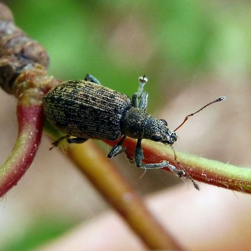 Deer Broad-nosed Weevil