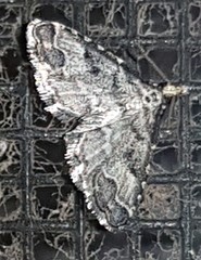 Sufetula hemiophthalma