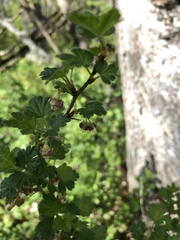 Ribes uva-crispa