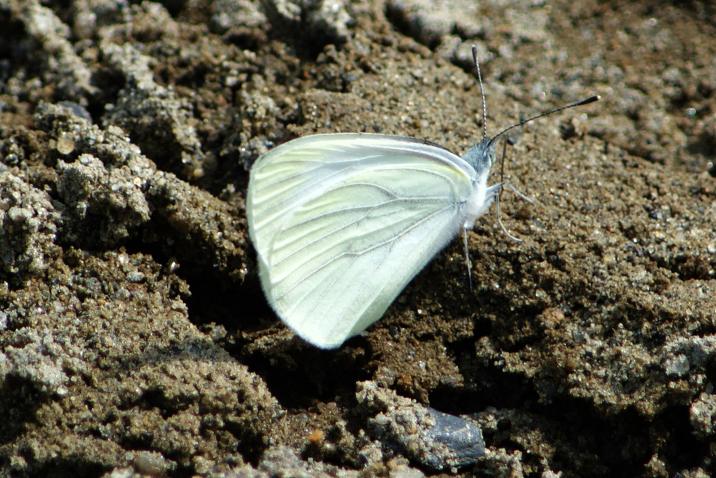 Mustard White from Dixville Peak-West Branch jct, Coos County, NH, USA ...