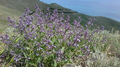 Nepeta parviflora