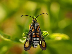 Crinipus marisa