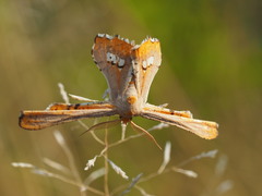 Coenina poecilaria