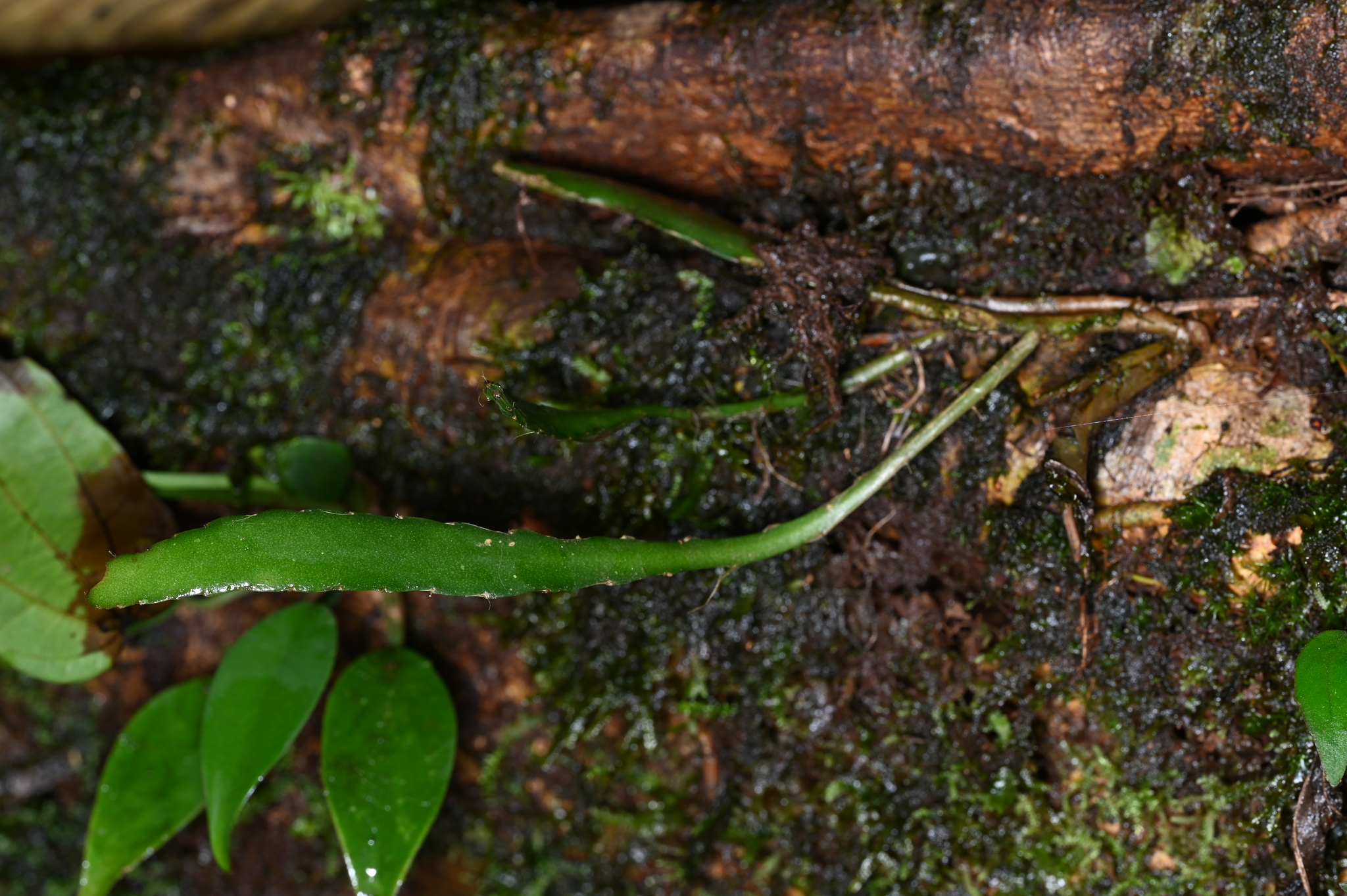 Epiphyllum phyllanthus