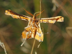 Coenina poecilaria