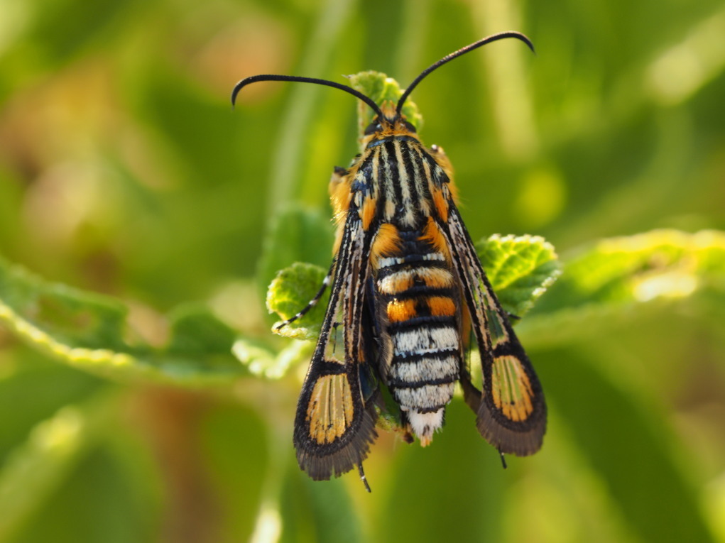 Marisa's Clearwing Moth