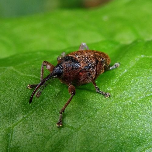 Acorn weevil