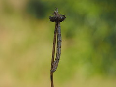 Coenina poecilaria