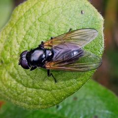 Cheilosia albitarsis
