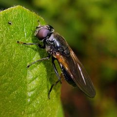 Cheilosia albitarsis
