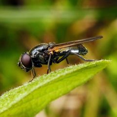 Cheilosia albitarsis