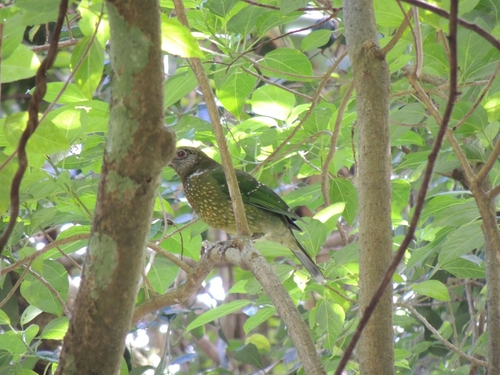 Ailuroedus crassirostris