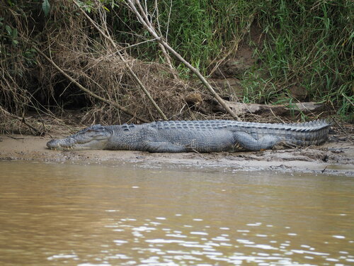 Saltwater crocodile