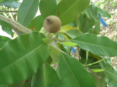 Manilkara zapota