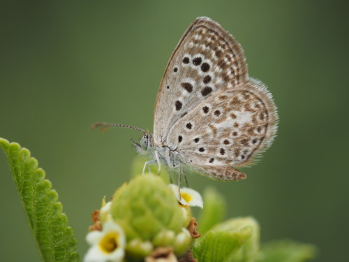 Rayed Blue