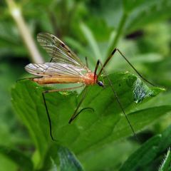 Limonia phragmitidis