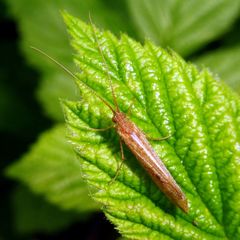 Limnephilus centralis