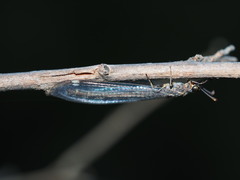 Myrmeleon obscurus