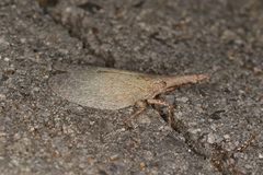 Rentinus dilatatus