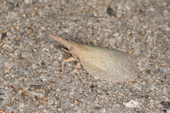 Rentinus dilatatus
