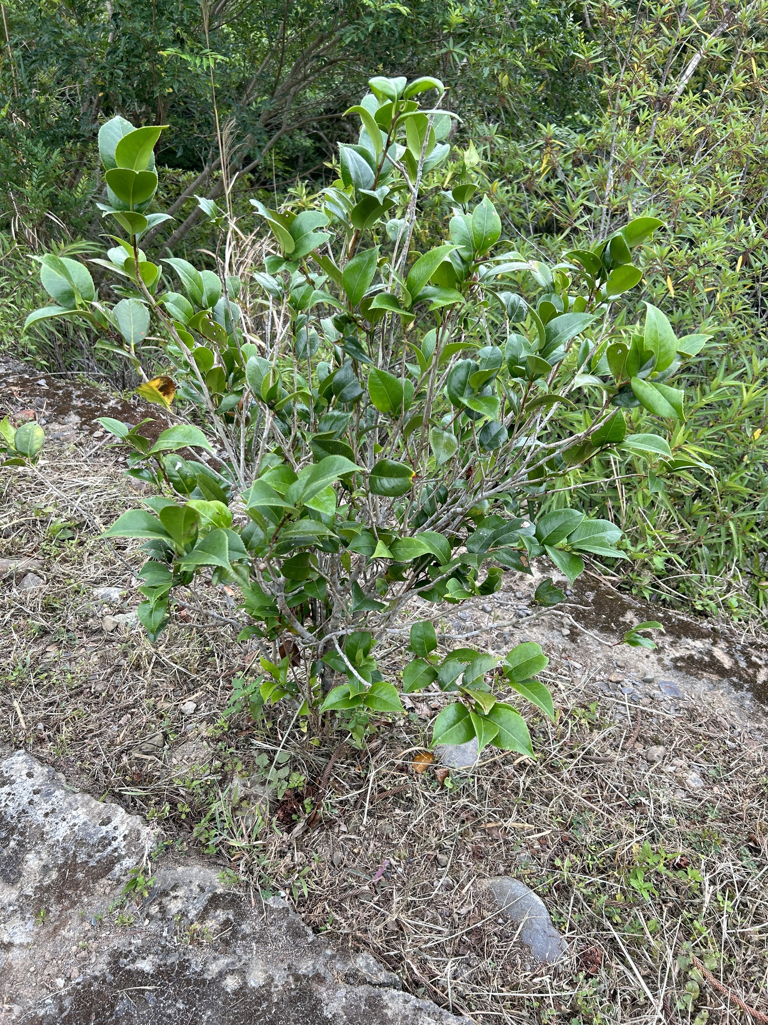 Imagem de Camélia-do-chá