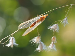 Italochrysa exilis