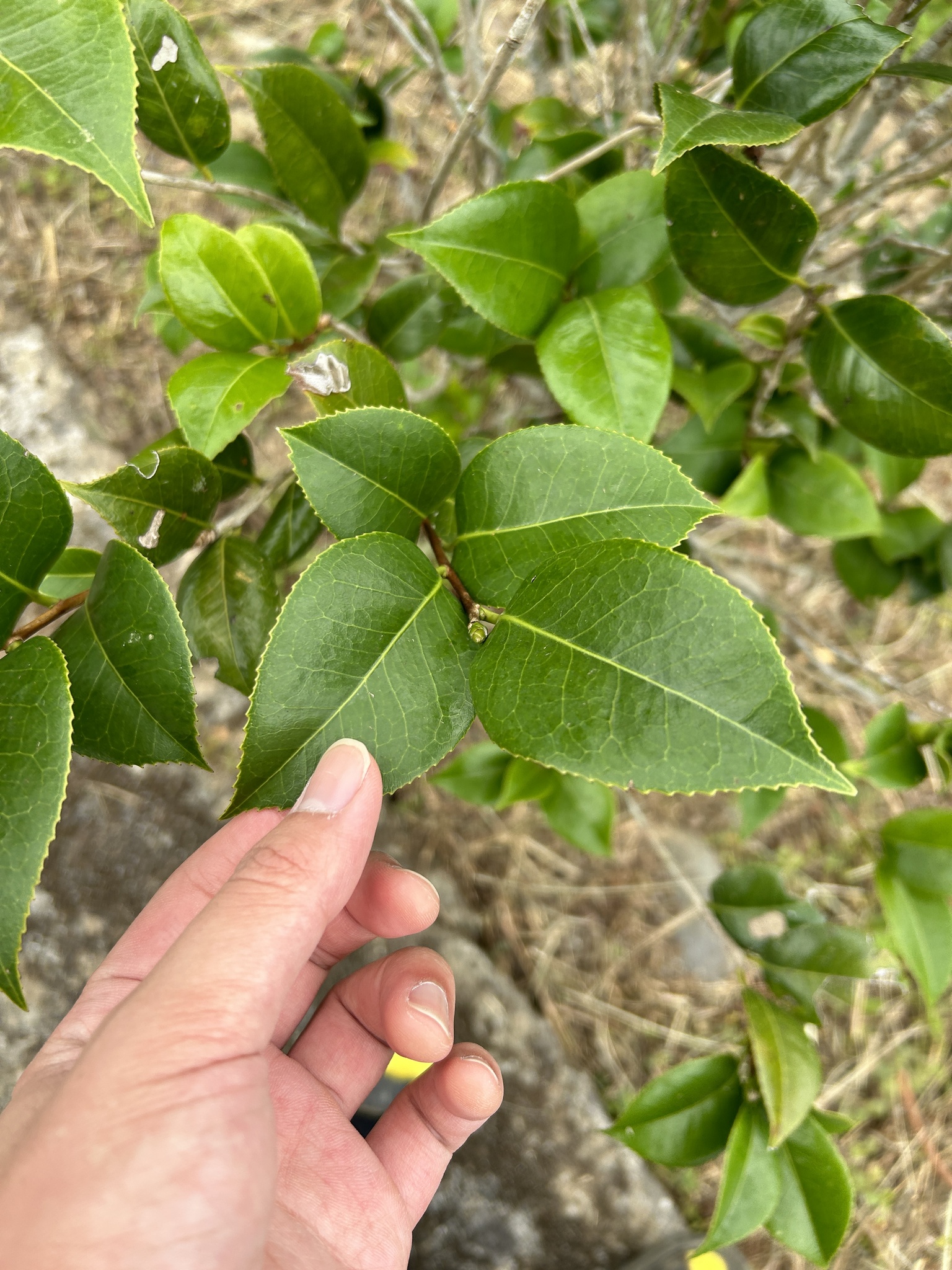 Imagem de Camélia-do-chá