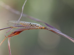 Italochrysa exilis