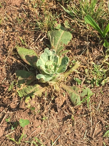 photo of Greater Burdock (Arctium lappa)