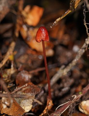 Mycena toyerlaricola