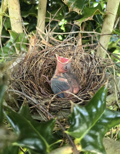Northern Cardinal