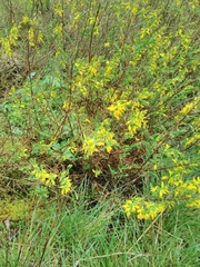 Genista anglica