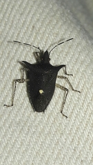 Proxys albopunctulatus