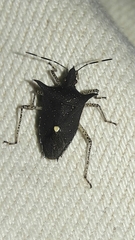 Proxys albopunctulatus