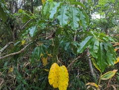 Schefflera stearnii (Schefflera stearnii)