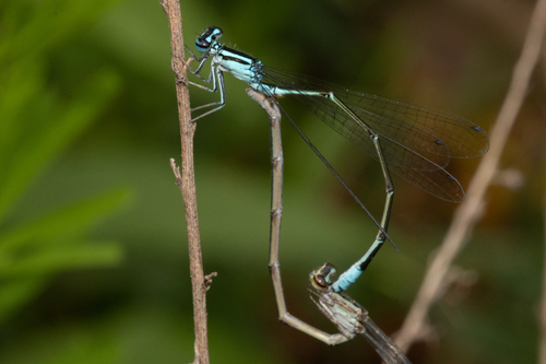Turquoise Bluet photo 4