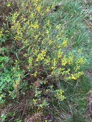 Genista anglica