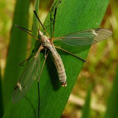 Tipula luna