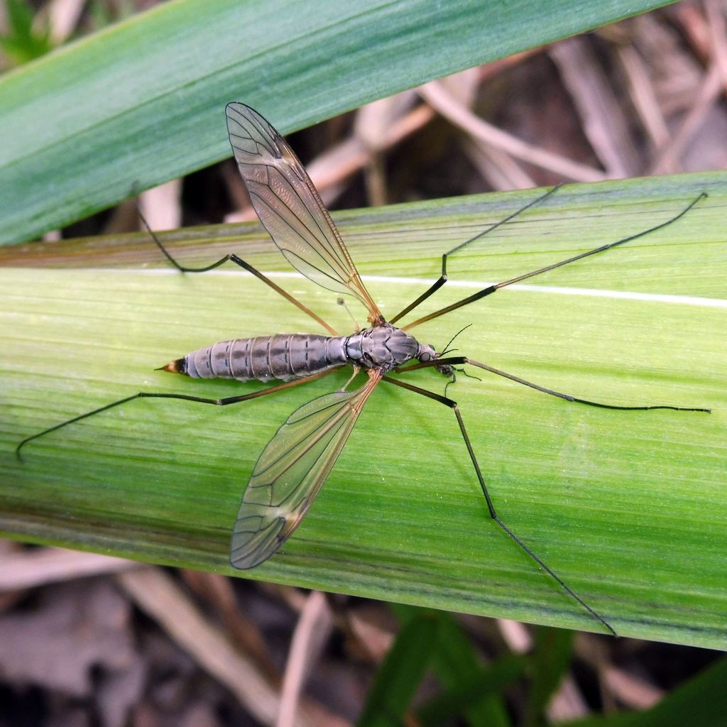 Tipula luna