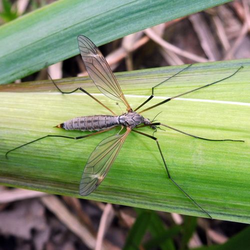 Tipula luna