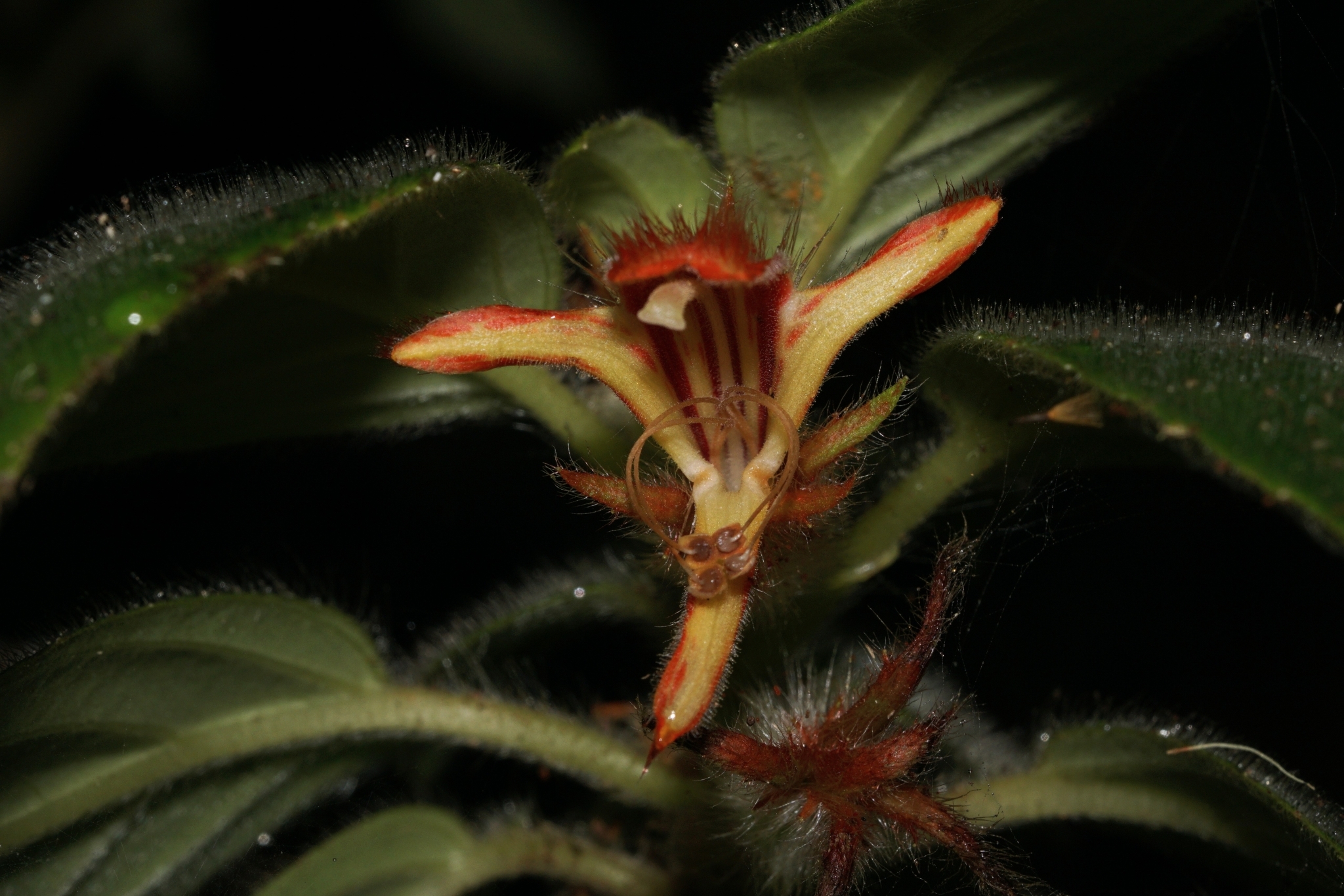 Columnea hirsuta