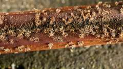 Hispidula dicksoniae