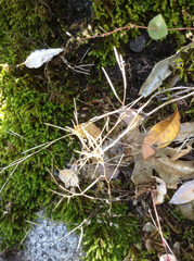 Cardamine oligosperma