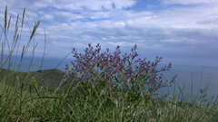 Nepeta parviflora