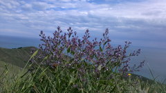 Nepeta parviflora