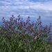 Nepeta parviflora - Photo (c) Еlena, vissa rättigheter förbehållna (CC BY-NC), uppladdad av Еlena