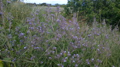 Nepeta parviflora
