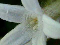 Sabicea cinerea