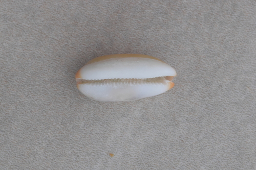 Luria isabella observed 2024-05-18