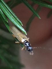 Rhagonycha lignosa